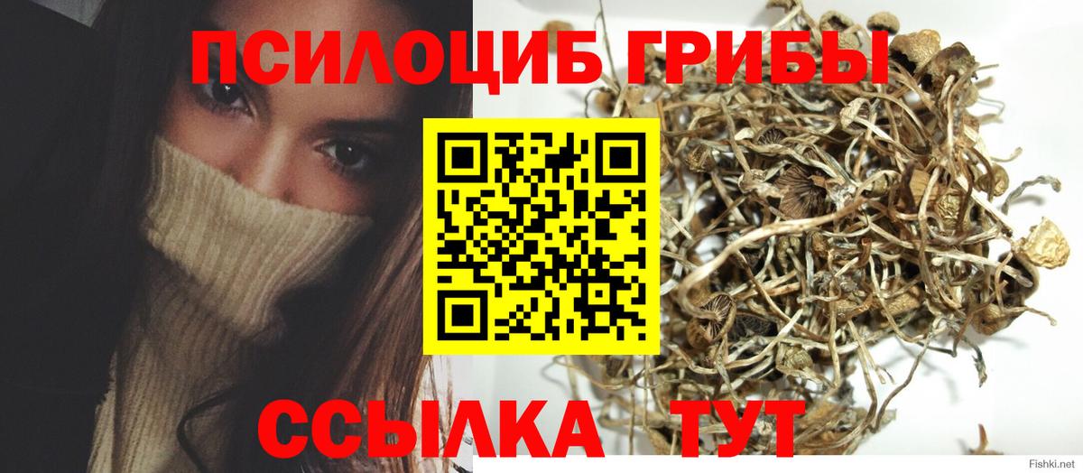 Псилоцибиновые грибы мухоморы  Псилоцибиновые грибы Psilocybe  Черногорск  закладка  Вход с VPN 